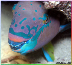 Parrotfish

It was taken in night dive



Jana Isla... by Mohammed Al Hamood 